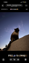Lost Male Cat last seen onyx and 54th ave glendale, az, Glendale, AZ 85302