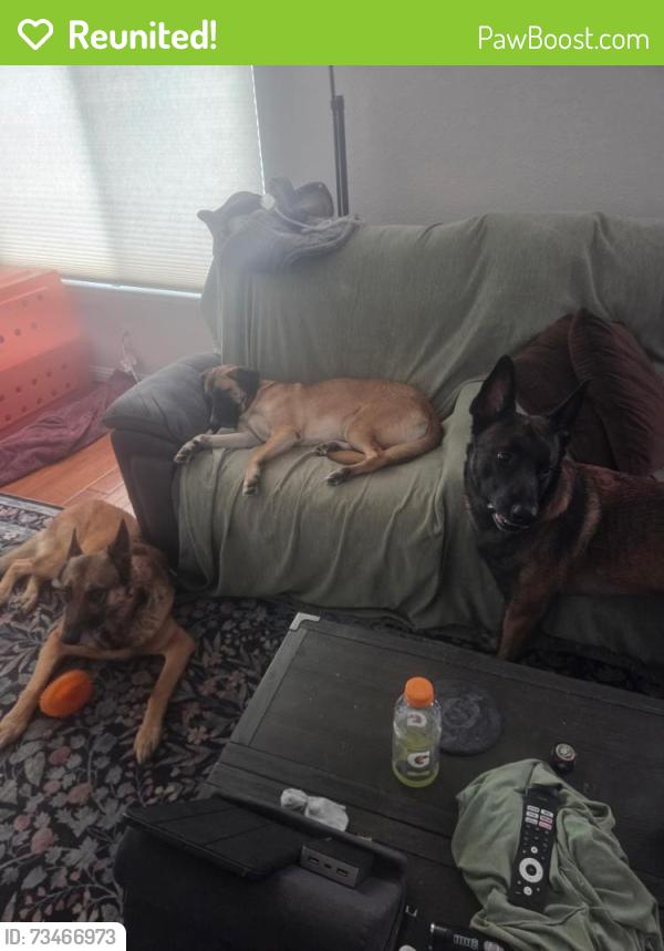 Reunited Female Dog last seen Backyard at Lodato Ct near Yvonne Dr, maybe headed to Jomar Dr but unknown, Concord, CA 94521