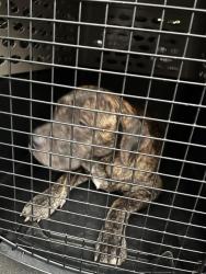 Shelter Stray Male Dog last seen HIGHWAY 36, 31078 LA-36, Lacombe, LA 70445, USA