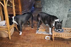 Reunited Unknown Dog last seen Shady Ln N, Keller, TX 76248, USA, Keller, TX 76248