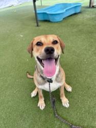 Shelter Stray Female Dog last seen , 11361 W Pico Blvd, Los Angeles, CA 90064, USA