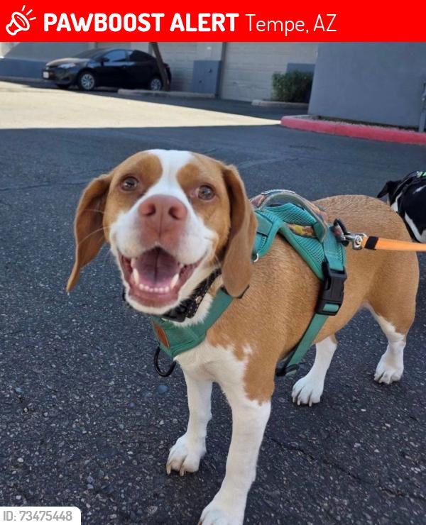 Lost Female Dog last seen Grove & Kyrene, Tempe, AZ 85283