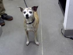 Shelter Stray Female Dog last seen 32ND ST AND THOMAS RD, 1920 S Lewis, Mesa, AZ 85210, USA