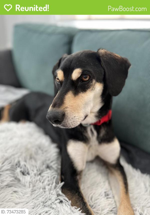 Reunited Male Dog last seen Onion Creek Park, Austin, TX 78748