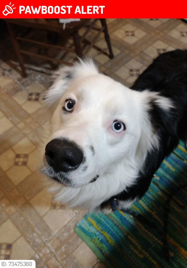 Lost Male Dog last seen Kyle ridge and Tippecanoe, Mahoning County, OH 44512