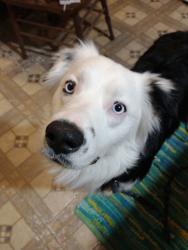 Lost Male Dog last seen Kyle ridge and Tippecanoe, Mahoning County, OH 44512