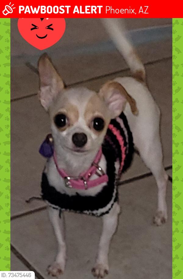 Lost Female Dog last seen 52nd st and McDowell, Phoenix, AZ 85008