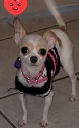Lost Female Dog last seen 52nd st and McDowell, Phoenix, AZ 85008