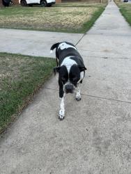 Found/Stray Female Dog last seen 15th and Villa, Oklahoma City, OK 73107