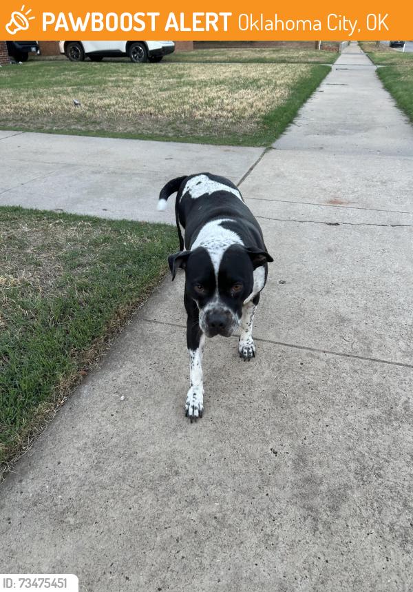 Found/Stray Female Dog last seen 15th and Villa, Oklahoma City, OK 73107