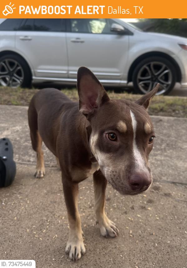 Found/Stray Female Dog last seen Emmett St Dallas, TX 75211 United States, Dallas, TX 75211