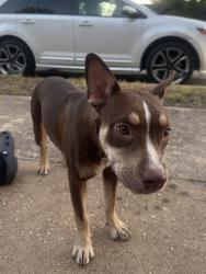 Found/Stray Female Dog last seen Emmett St Dallas, TX 75211 United States, Dallas, TX 75211