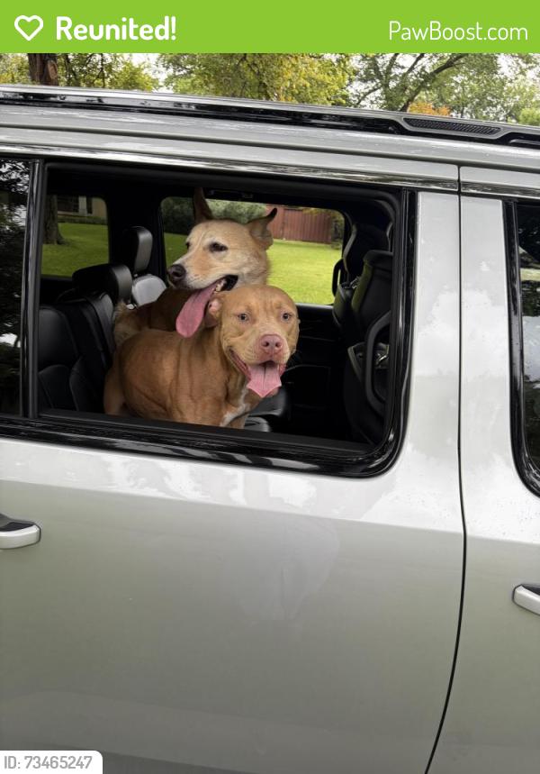 Reunited Female Dog last seen Garland Rd and Buckner, Dallas, TX 75218