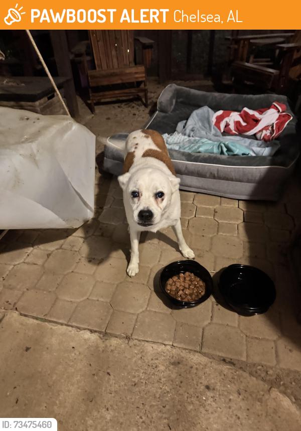 Found/Stray Female Dog last seen Highway 36 and Highway 39 at Dollar General, Chelsea, AL 35043