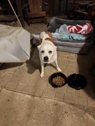 Found/Stray Female Dog last seen Highway 36 and Highway 39 at Dollar General, Chelsea, AL 35043