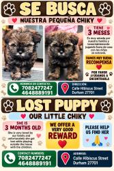 Reunited Female Dog last seen Near hibiscus St Durham 27701, Durham, NC 27701