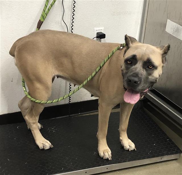 Shelter Stray Female Dog last seen Near BLOCK N CEDAR AVE, FRESNO CA 93720 1890, 5277 E Airways Blvd, Fresno, CA 93727, USA