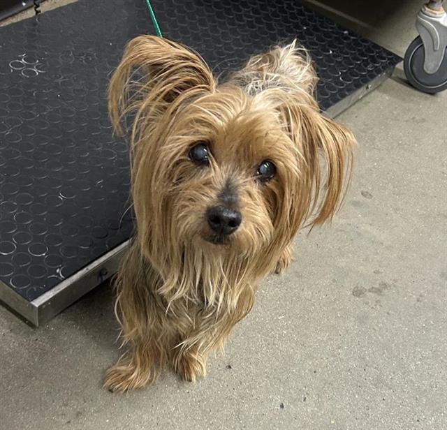 Shelter Stray Male Dog last seen Near BLOCK W CORONA AVE, FRESNO CA 93722 6150, 5277 E Airways Blvd, Fresno, CA 93727, USA