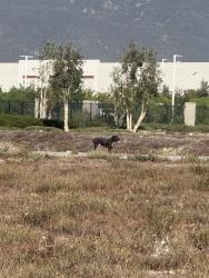 Found/Stray Male Dog last seen Open lots on Linden and behind the Fire Station, Rialto, CA 92377