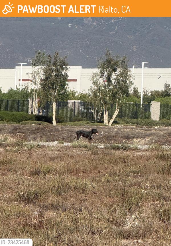 Found/Stray Male Dog last seen Open lots on Linden and behind the Fire Station, Rialto, CA 92377