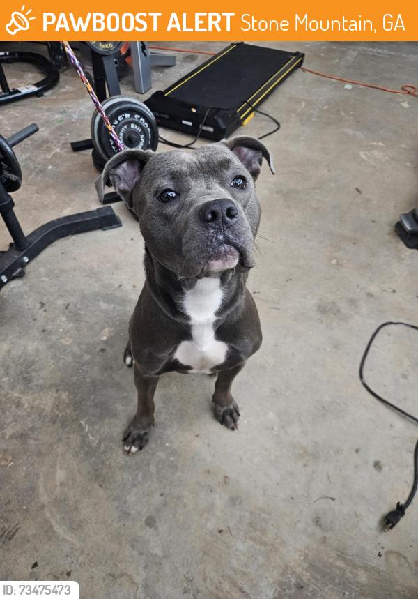 Found/Stray Male Dog last seen Lanza Auto (Rockbridge Rd.), Stone Mountain, GA 30086