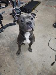 Found/Stray Male Dog last seen Lanza Auto (Rockbridge Rd.), Stone Mountain, GA 30086