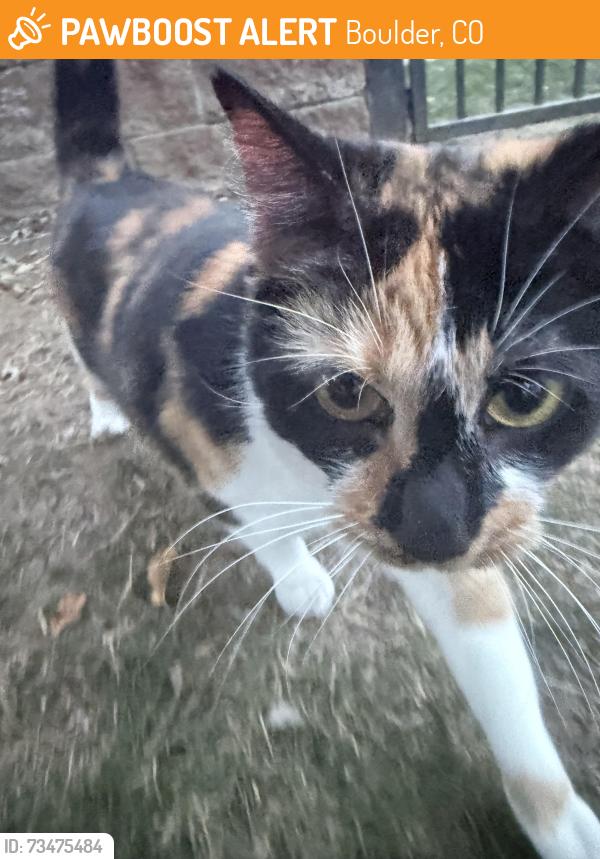 Found/Stray Unknown Cat last seen Near Laguna Boulder Colorado, Boulder, CO 80303