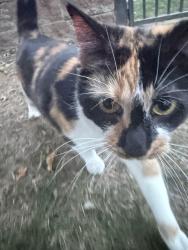 Found/Stray Unknown Cat last seen Near Laguna Boulder Colorado, Boulder, CO 80303
