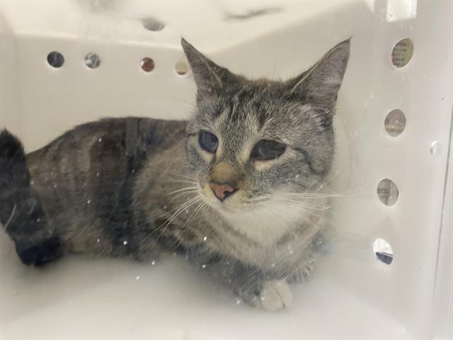 Shelter Stray Male Cat last seen Near BLOCK S WESTGRAND LN, 3839 W Burnham St, West Milwaukee, WI 53215, USA