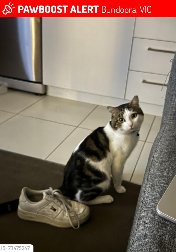 Lost Male Cat last seen janefield wetfields, DFO bundoora, Bundoora, VIC 3083