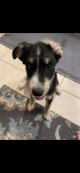 Found/Stray Male Dog last seen Near Riverside Parkway NE Sara Hightower Library, Rome, GA 30161