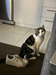 Lost Male Cat last seen janefield wetfields, DFO bundoora, Bundoora, VIC 3083