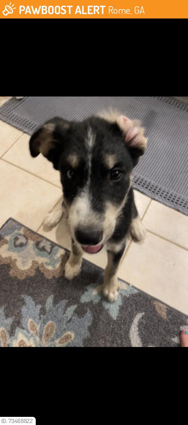 Found/Stray Male Dog last seen Near Riverside Parkway NE Sara Hightower Library, Rome, GA 30161