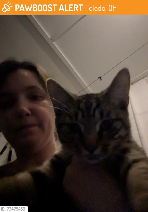 Found/Stray Unknown Cat last seen In the field at Highland Park where they 've planted lots of new trees., Toledo, OH 43609