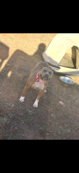 Lost Female Dog last seen Near Bailey avenue Macon, Macon, GA 31204