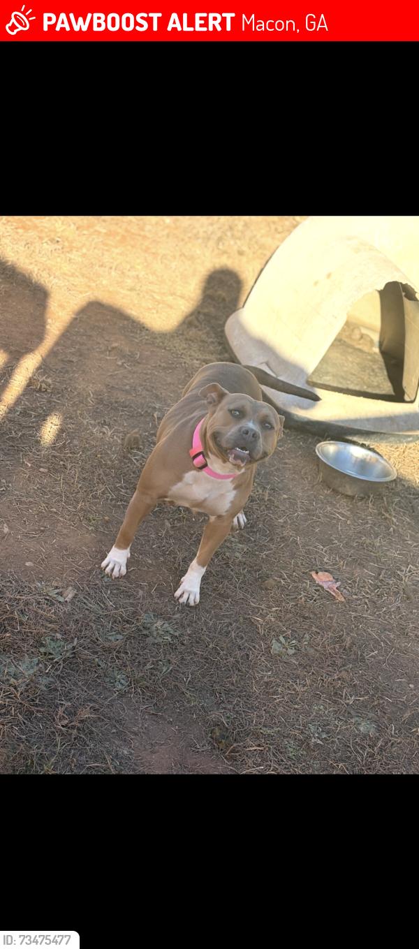 Lost Female Dog last seen Near Bailey avenue Macon, Macon, GA 31204