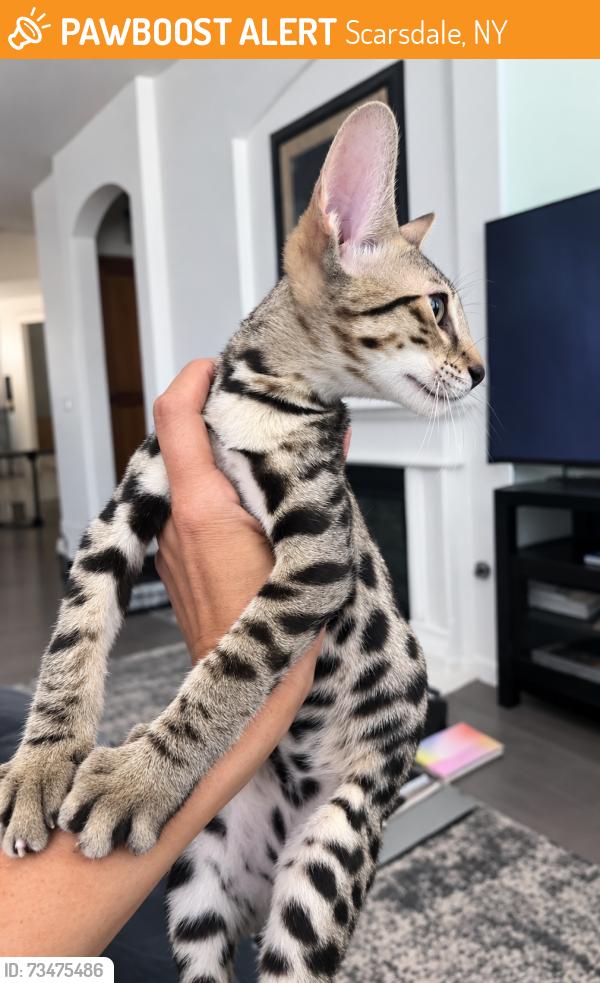 Found/Stray Male Cat last seen Near, Scarsdale, NY 10583