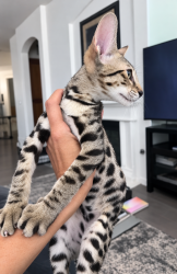Found/Stray Male Cat last seen Near, Scarsdale, NY 10583