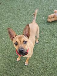 Shelter Stray Female Dog last seen DIXON, 16 Barnes Ct, Hayward, CA 94544, USA