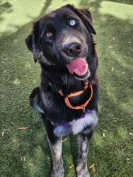 Shelter Stray Male Dog last seen CHAPEL OF THE CHIMES, 16 Barnes Ct, Hayward, CA 94544, USA