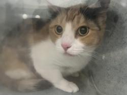 Shelter Stray Female Cat last seen WINTON AVE/AMADOR ST, 16 Barnes Ct, Hayward, CA 94544, USA