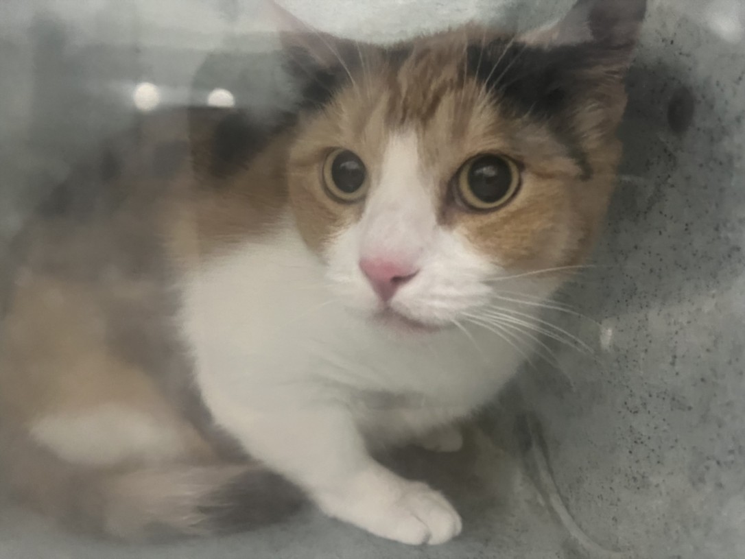 Shelter Stray Female Cat last seen WINTON AVE/AMADOR ST, 16 Barnes Ct, Hayward, CA 94544, USA