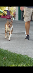 Found/Stray Male Dog last seen Van Dyke St/Conway St, Saint Paul, MN 55106