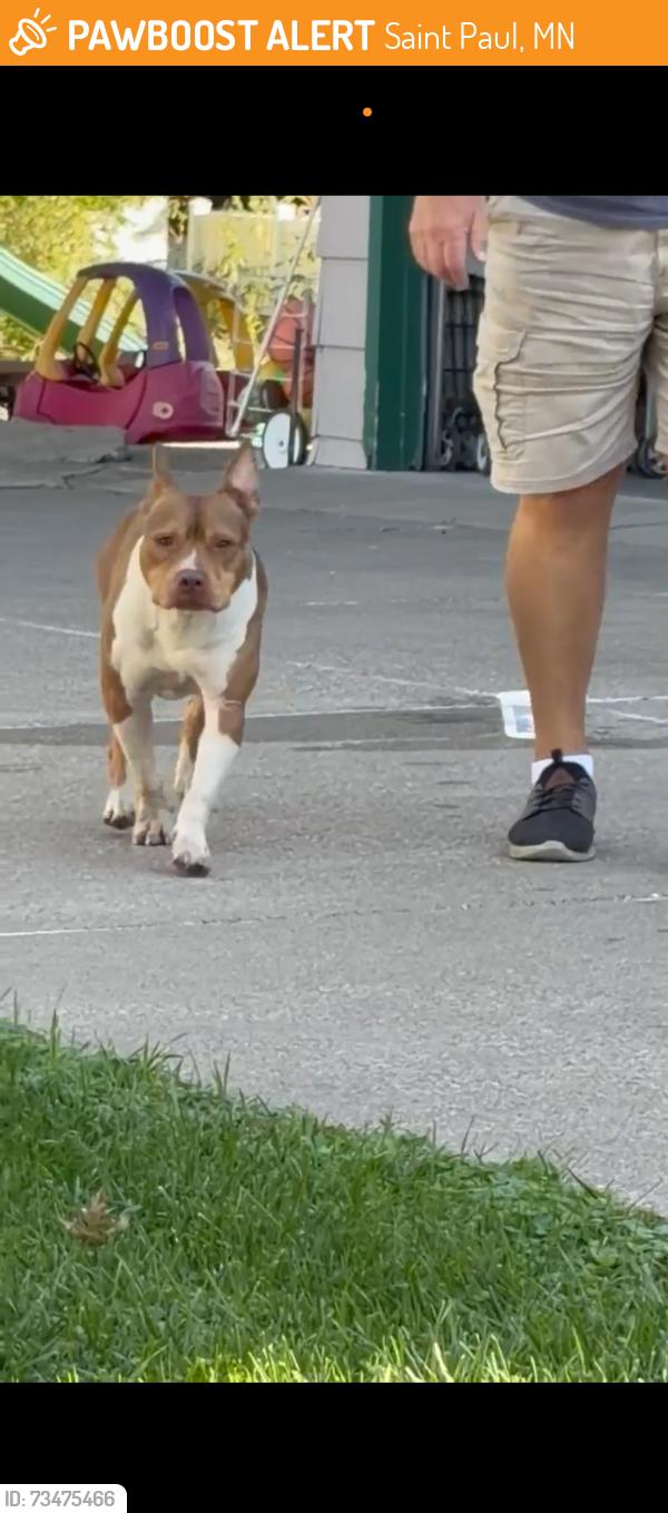 Found/Stray Male Dog last seen Van Dyke St/Conway St, Saint Paul, MN 55106