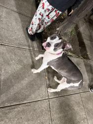 Found/Stray Female Dog last seen Tremont Ave, The Bronx, NY 10460
