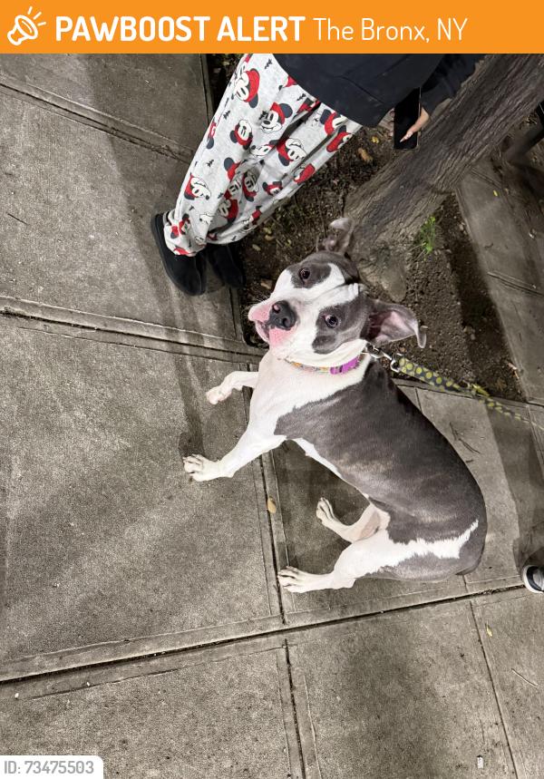 Found/Stray Female Dog last seen Tremont Ave, The Bronx, NY 10460