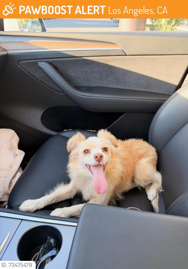 Found/Stray Unknown Dog last seen Northridge, Los Angeles, CA 91324
