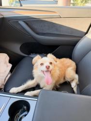 Found/Stray Unknown Dog last seen Northridge, Los Angeles, CA 91324