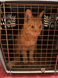 Reunited Male Cat last seen Morris Street, Joliet, Joliet, IL 60436