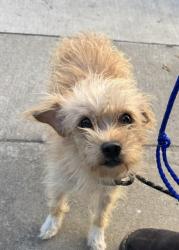 Shelter Stray Female Dog last seen FOUND IN OAKLAND, 1950 Stevenson Blvd, Fremont, CA 94538, USA